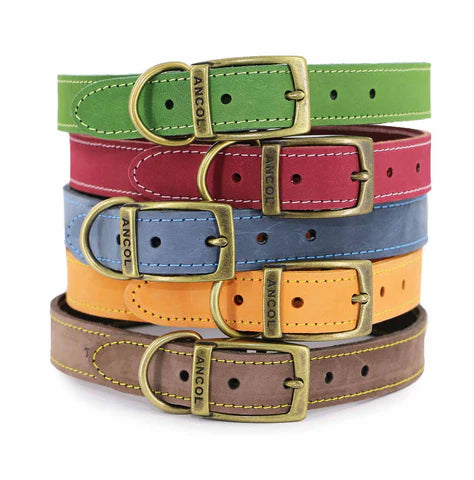 The Ultimate Guide to Dog Collars: Styles, Sizes, and Safety Tips