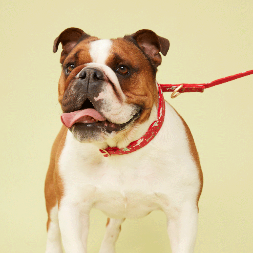 DOG COLLAR - FESTIVE RED PRINT