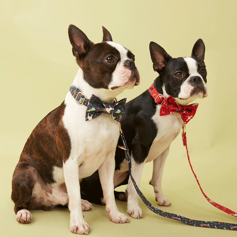 DOG COLLAR - FESTIVE NAVY PRINT