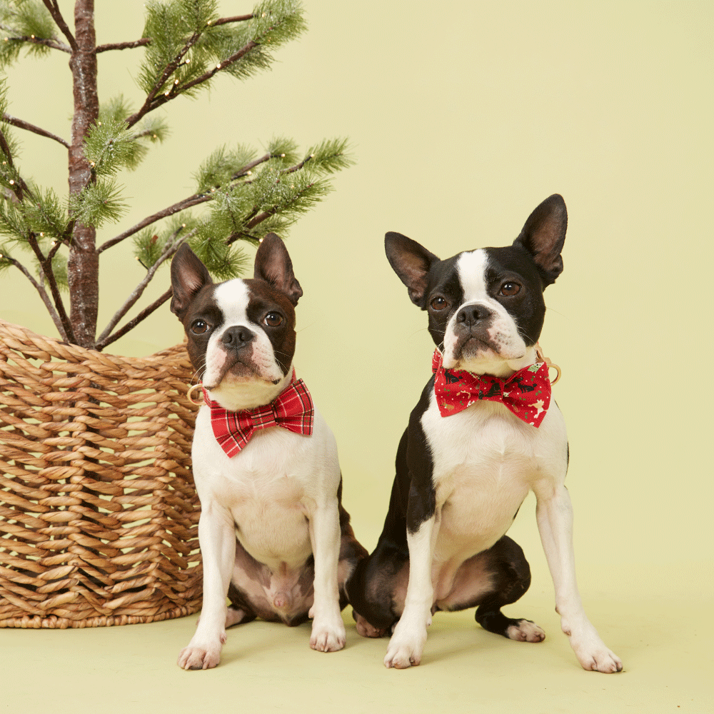 DOG BOW TIE - FESTIVE RED PRINT