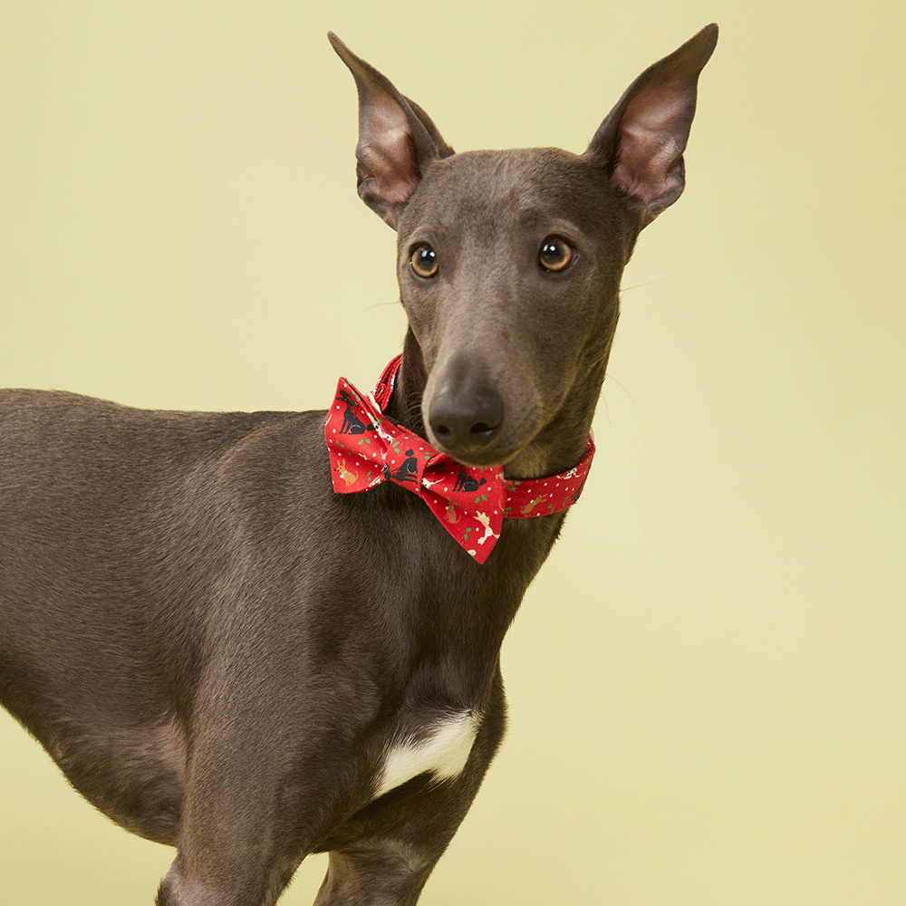 DOG BOW TIE - FESTIVE RED PRINT