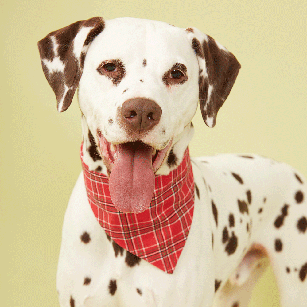 DOG BANDANA - RED CHECK