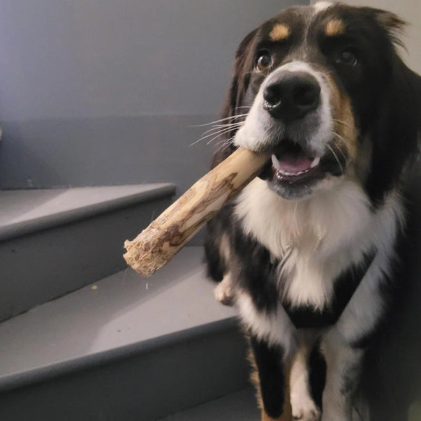 Coffee Woods Stick