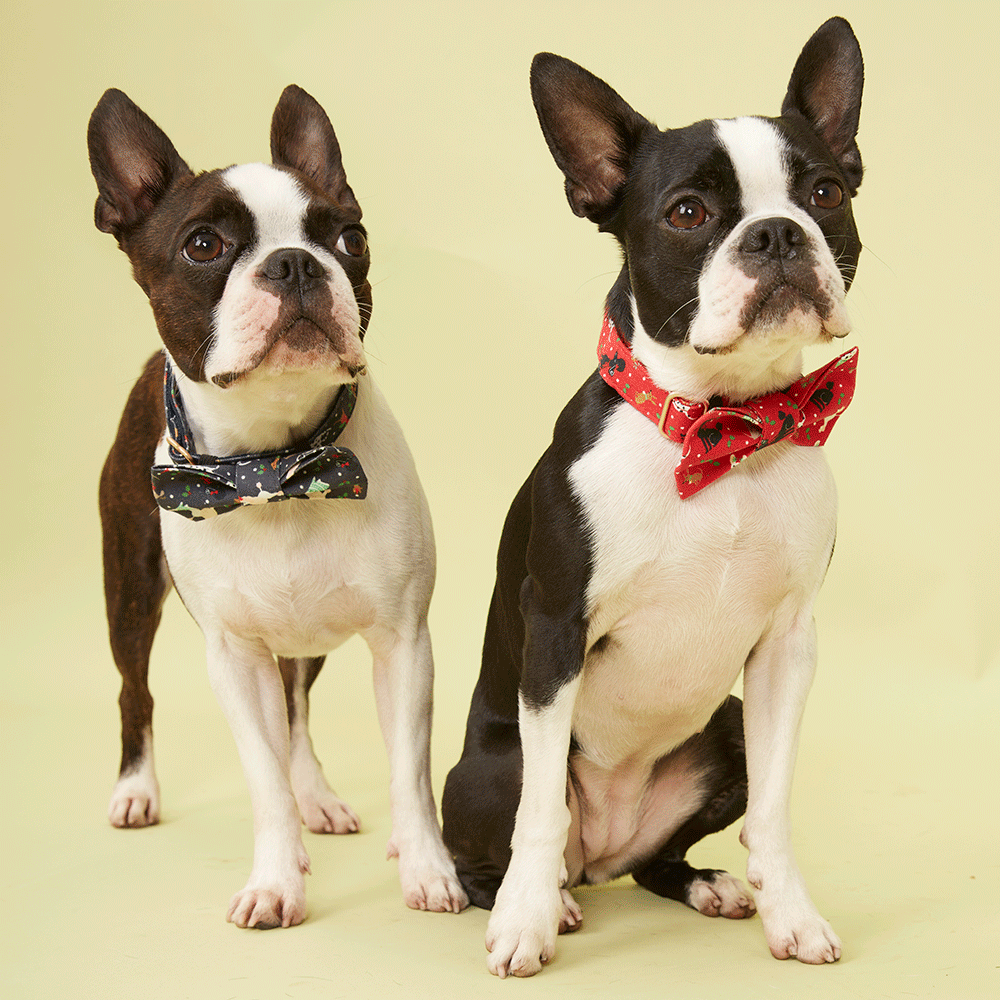 DOG COLLAR - FESTIVE RED PRINT