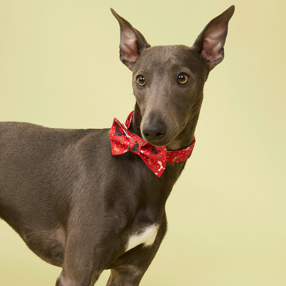DOG COLLAR - FESTIVE RED PRINT