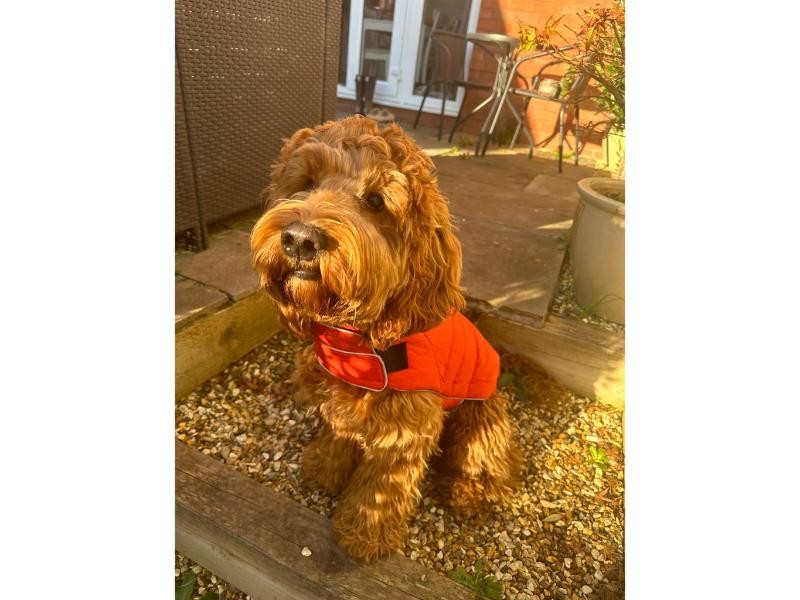 Doodlebone Puffer Jacket Pumpkin & Smoke Size 3-5