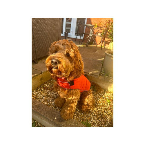 Doodlebone Puffer Jacket Pumpkin & Smoke Size 3-5