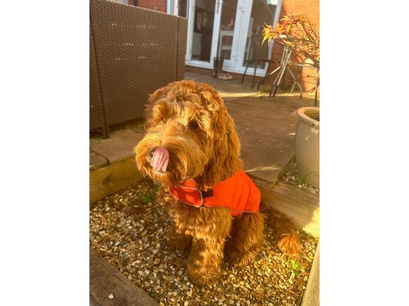 Doodlebone Puffer Jacket Pumpkin & Smoke Size 3-5