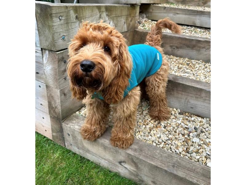 Doodlebone Dog Fleece Teal Size 2-3