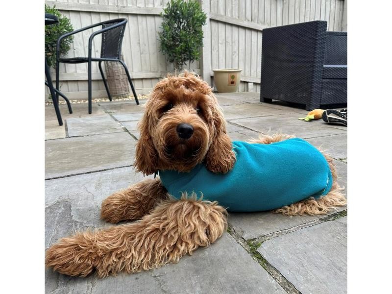 Doodlebone Dog Fleece Teal Size 1
