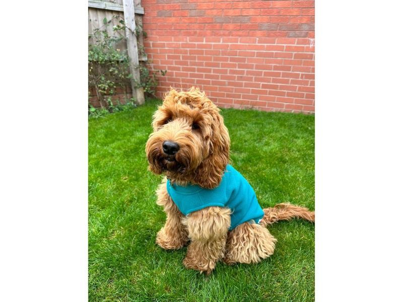 Doodlebone Dog Fleece Teal Size 1