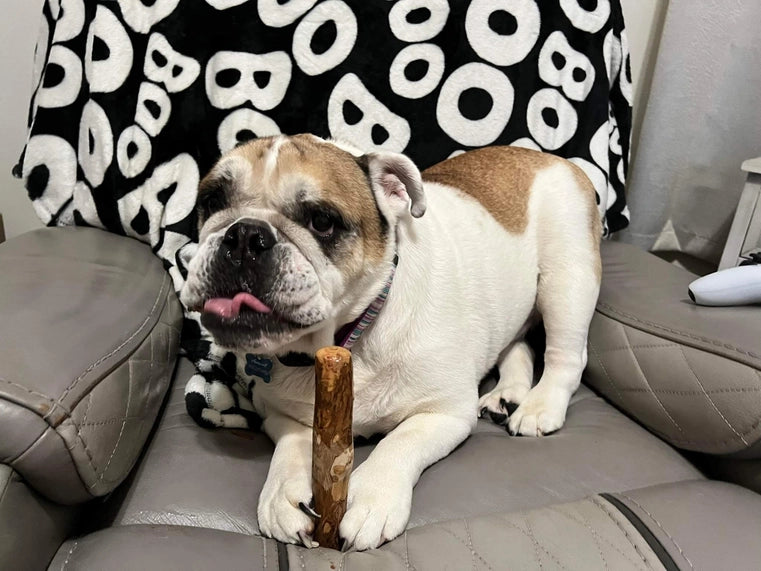 Croc Chomps - 100% Organic and Sustainable Coffee Wood Chews