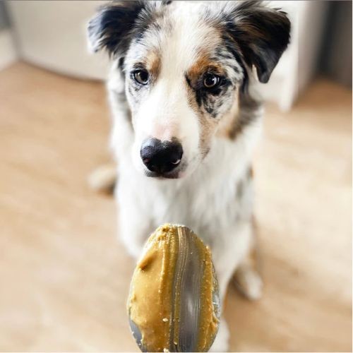 Nuts for Pets The Gold One Peanut Butter for Dogs - 350g