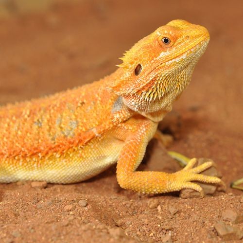 HabiStat Bearded Dragon Bedding, 10kg