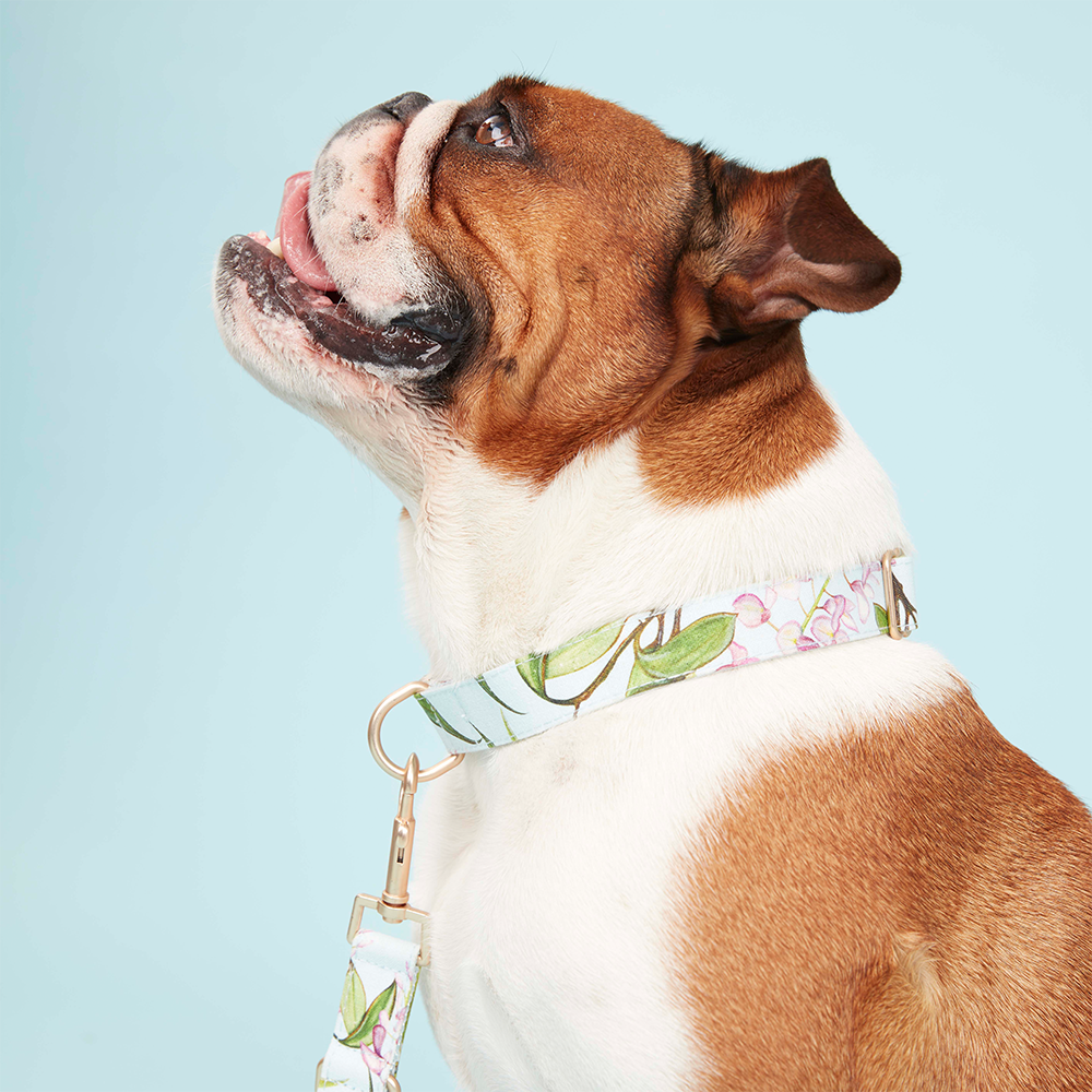 DOG COLLAR - WATERCOLOUR FLORAL