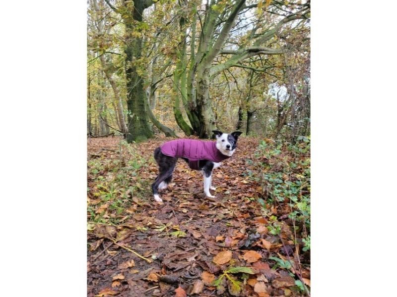 Doodlebone Puffer Jacket Punch & Burgundy Size 3-5