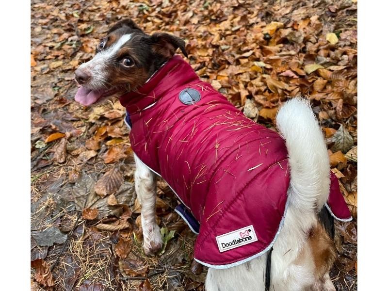 Doodlebone Puffer Jacket Punch & Burgundy Size 5-7 Small