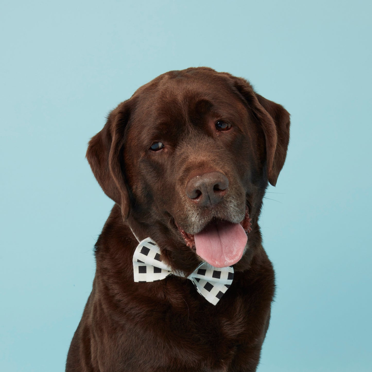 DOG BOW TIE - WHITE BLACK CHECK