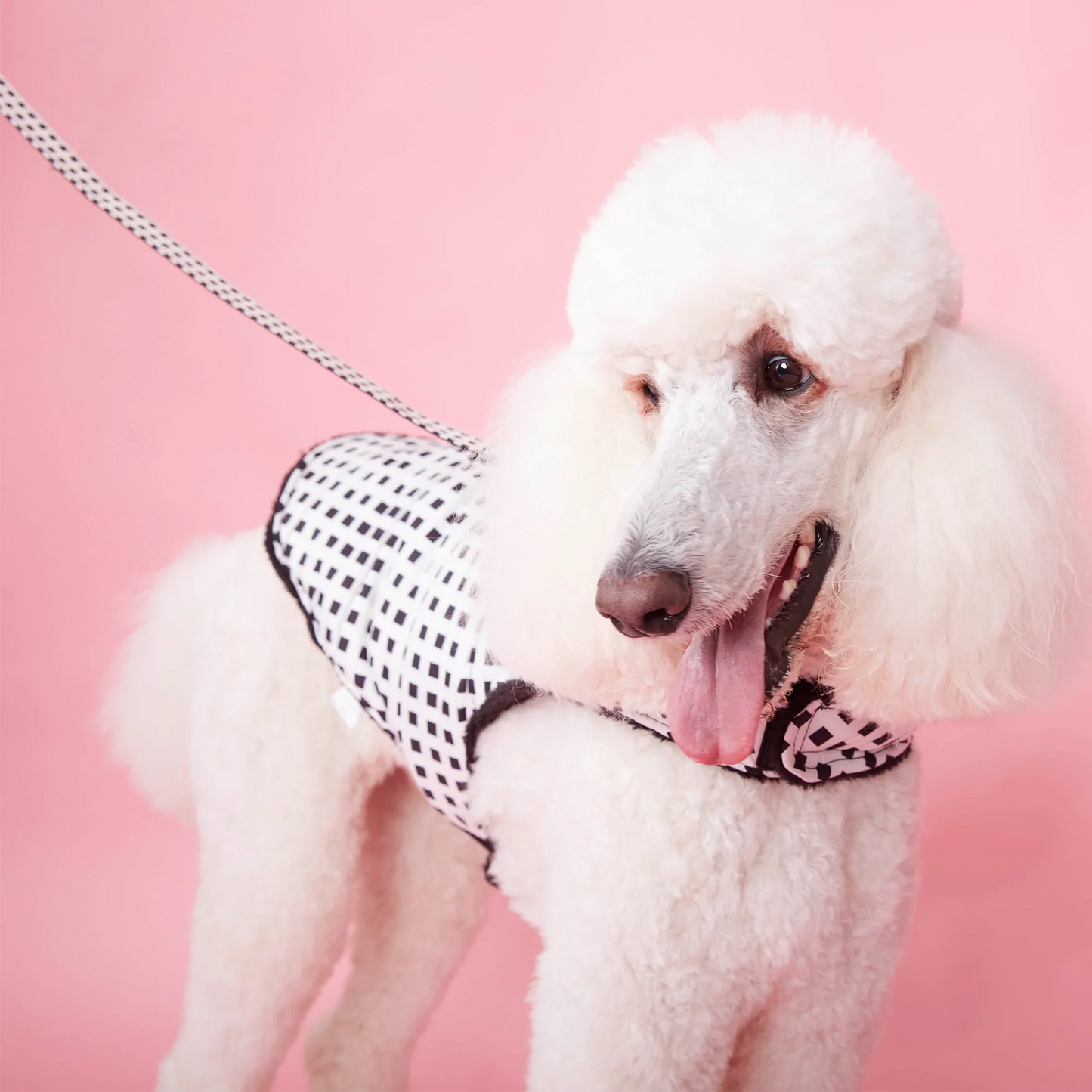 DOG LEAD - BLACK & WHITE CHECK