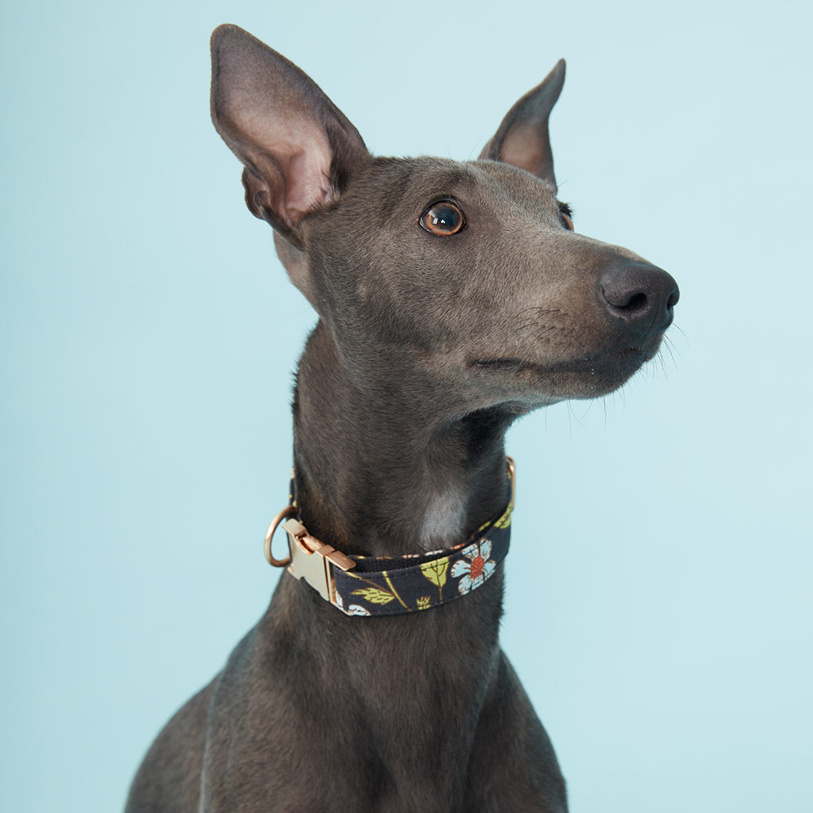DOG COLLAR - BLACK FLORAL