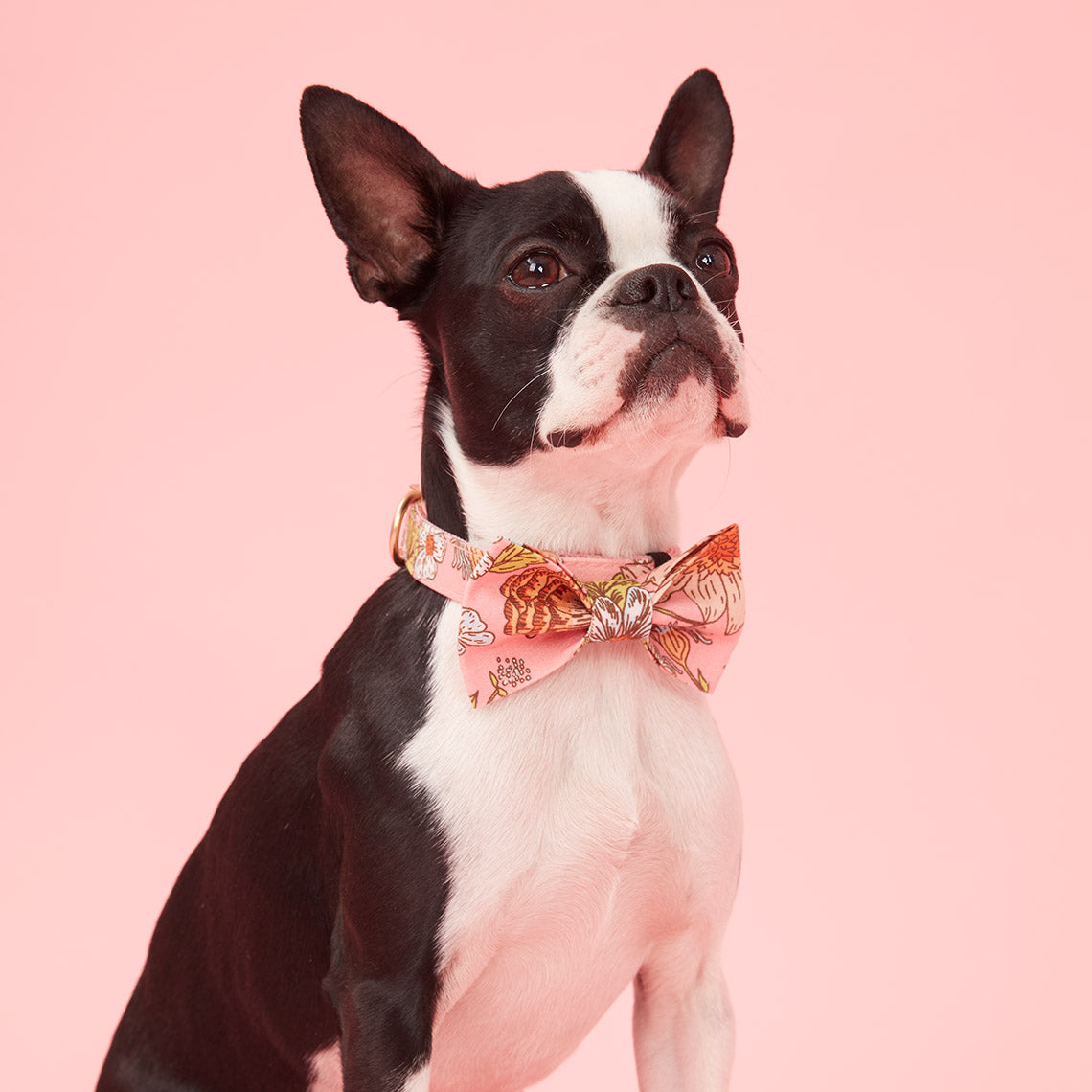 DOG COLLAR - FLORAL PRINT PINK