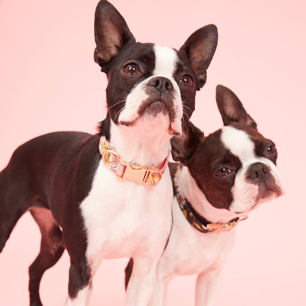 DOG COLLAR - FLORAL PRINT PINK