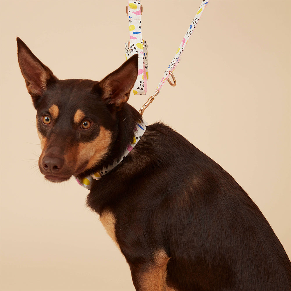 DOG COLLAR - ABSTRACT