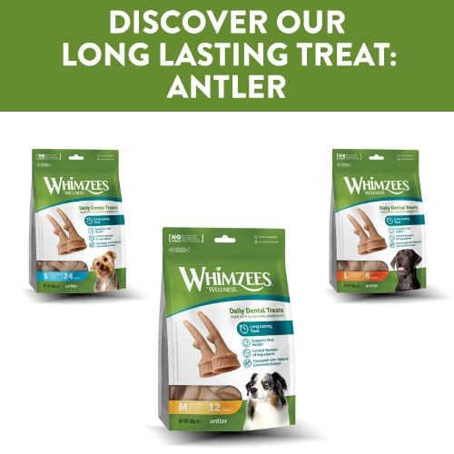 Whimzees Antler Dental Chew Dog Medium Treat Pack - 12pk