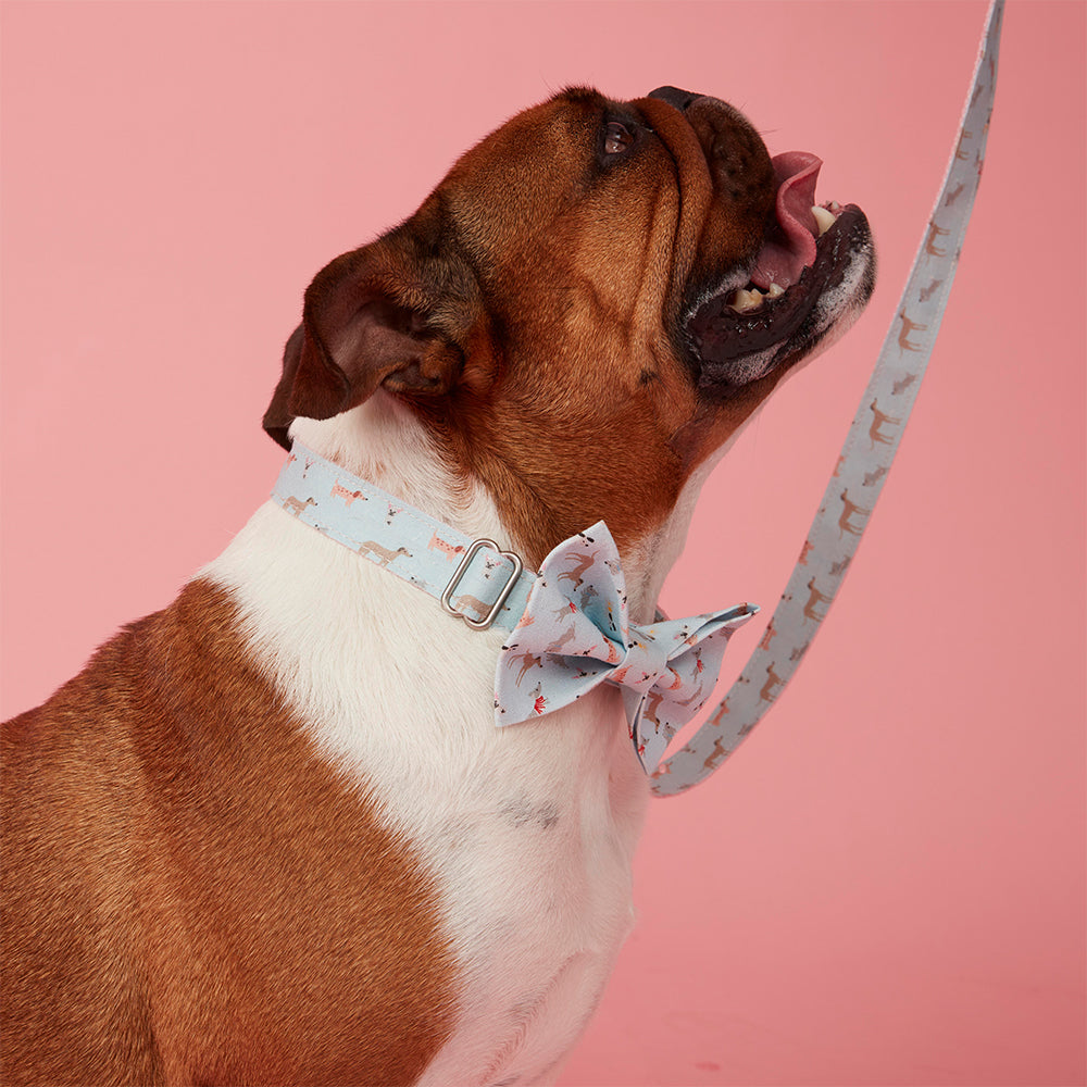 DOG LEAD - BLUE DOG