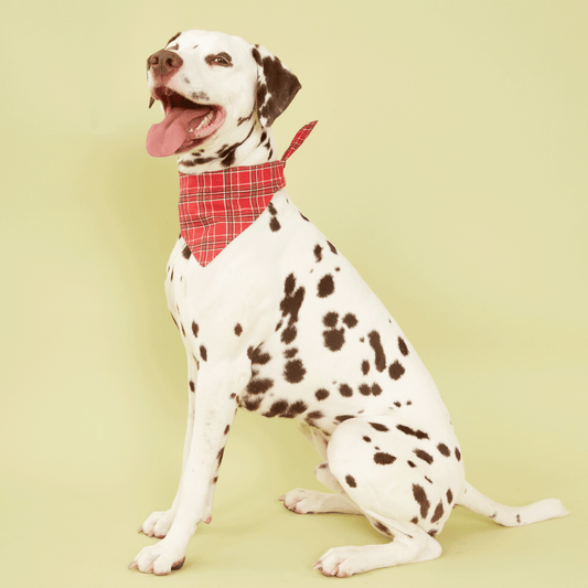 DOG BANDANA - RED CHECK