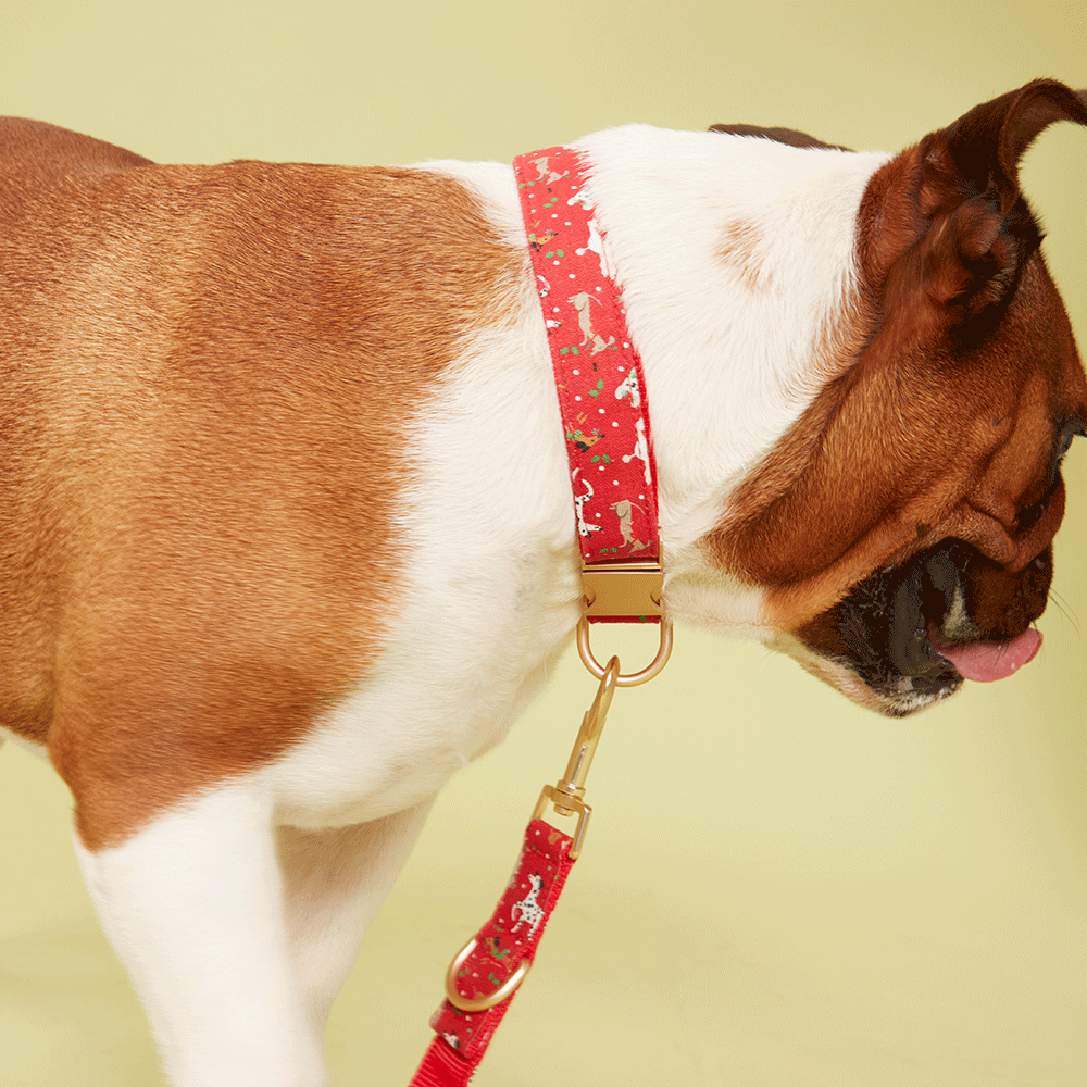 DOG COLLAR - FESTIVE RED PRINT