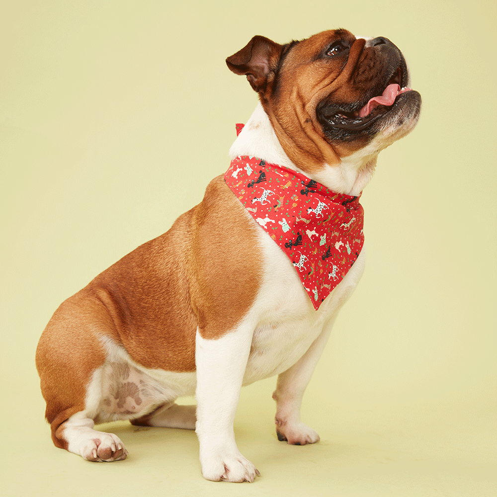 DOG BANDANA - FESTIVE RED PRINT
