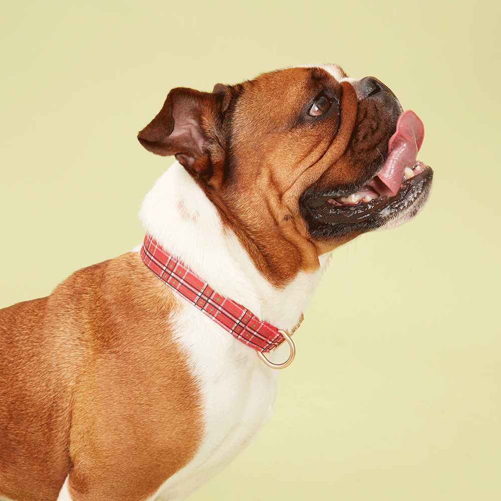 DOG COLLAR - RED CHECK
