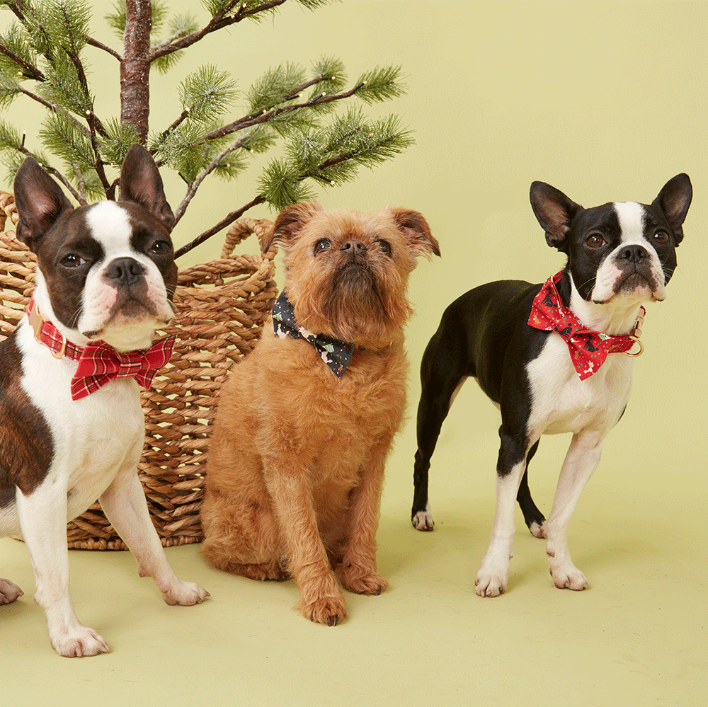 DOG BOW TIE - RED CHECK