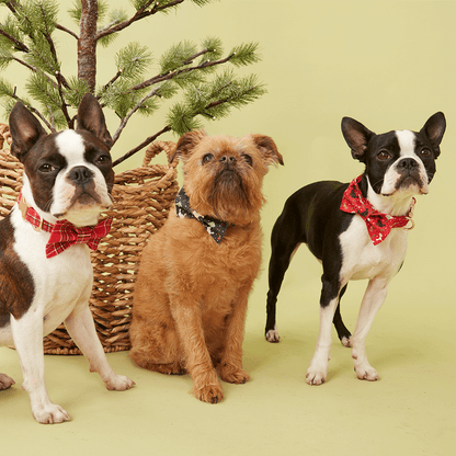 DOG BOW TIE - RED CHECK