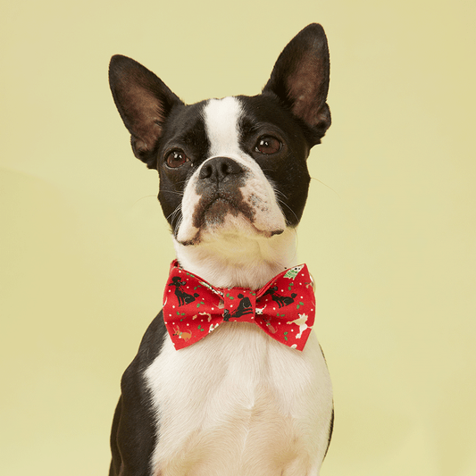 DOG BOW TIE - FESTIVE RED PRINT