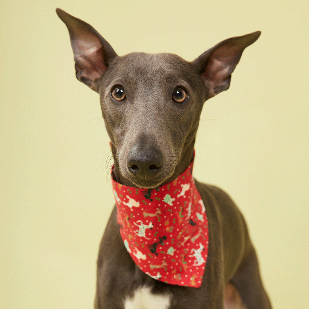 DOG BANDANA - FESTIVE RED PRINT