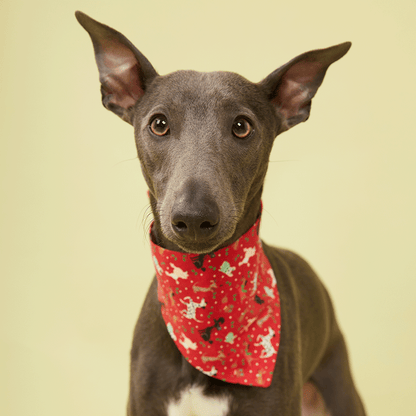 DOG BANDANA - FESTIVE RED PRINT