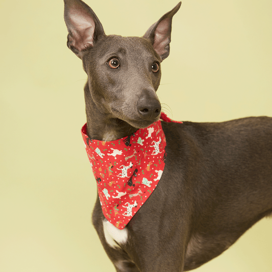 DOG BANDANA - FESTIVE RED PRINT