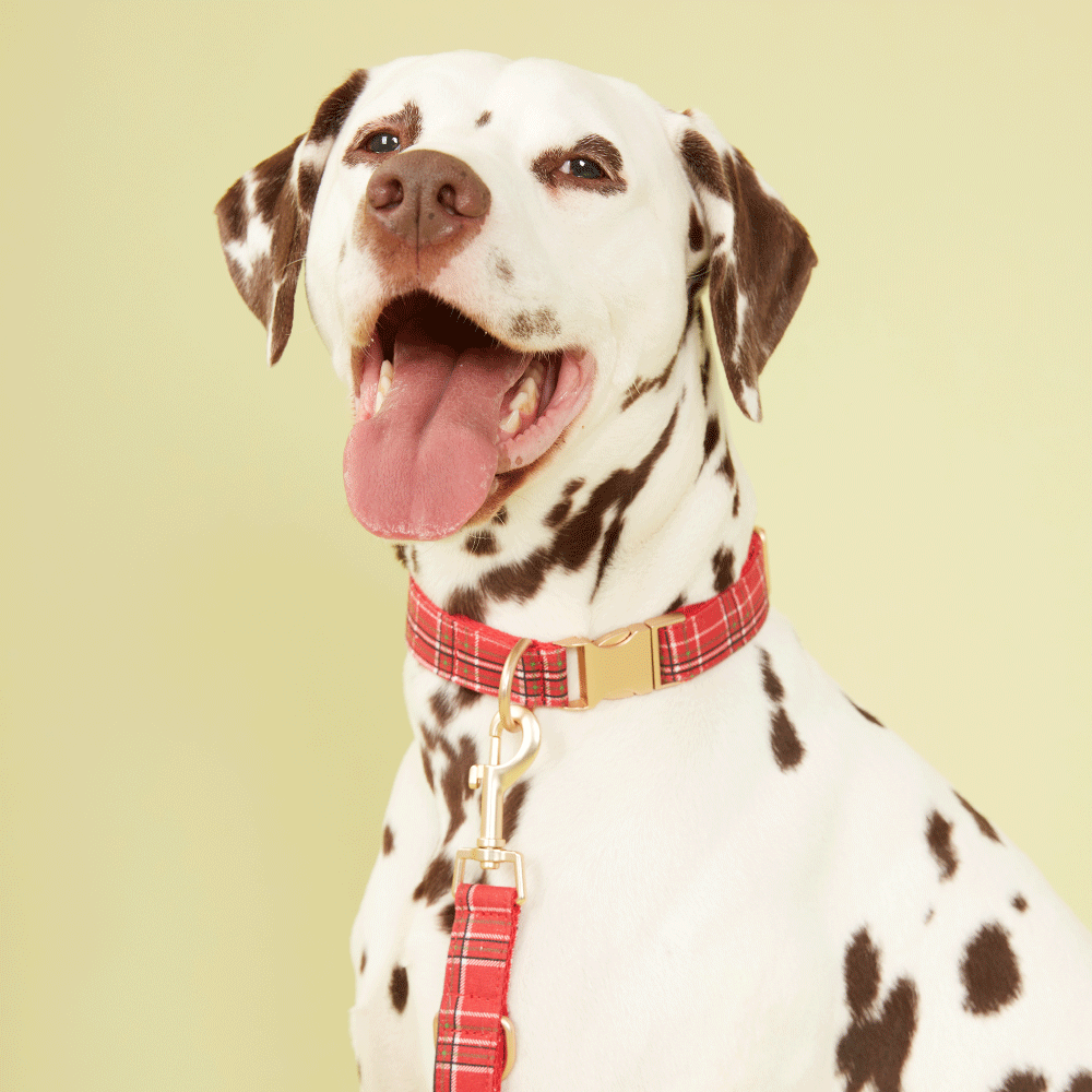 DOG COLLAR - RED CHECK
