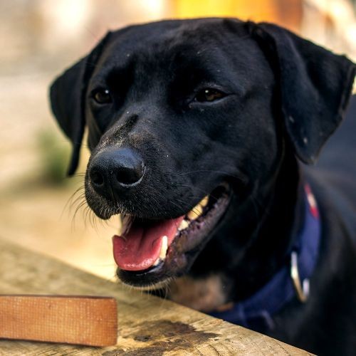 Yakers X-Large Himalayan Dog Chew