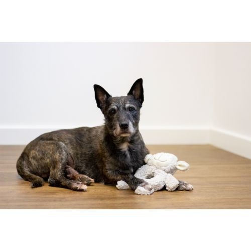 Aromadog Senior Fleece Ring Body