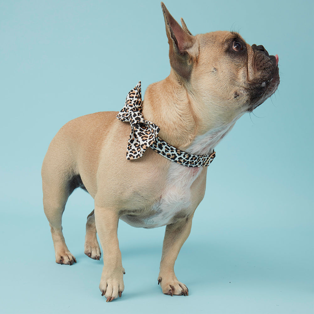 DOG COLLAR - ANIMAL