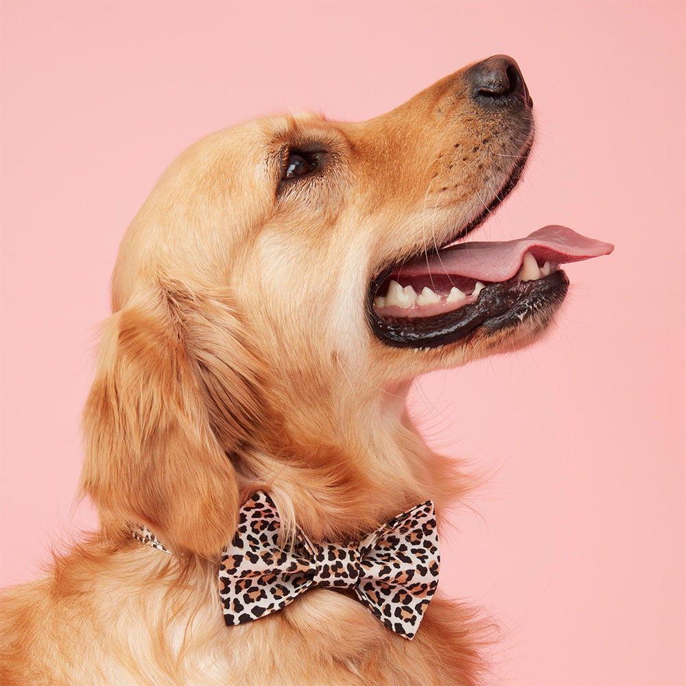 DOG BOW TIE - ANIMAL