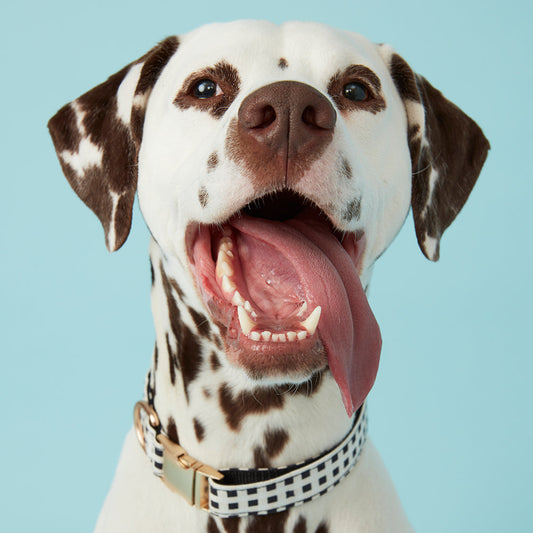 DOG COLLAR - BLACK & WHITE CHECK