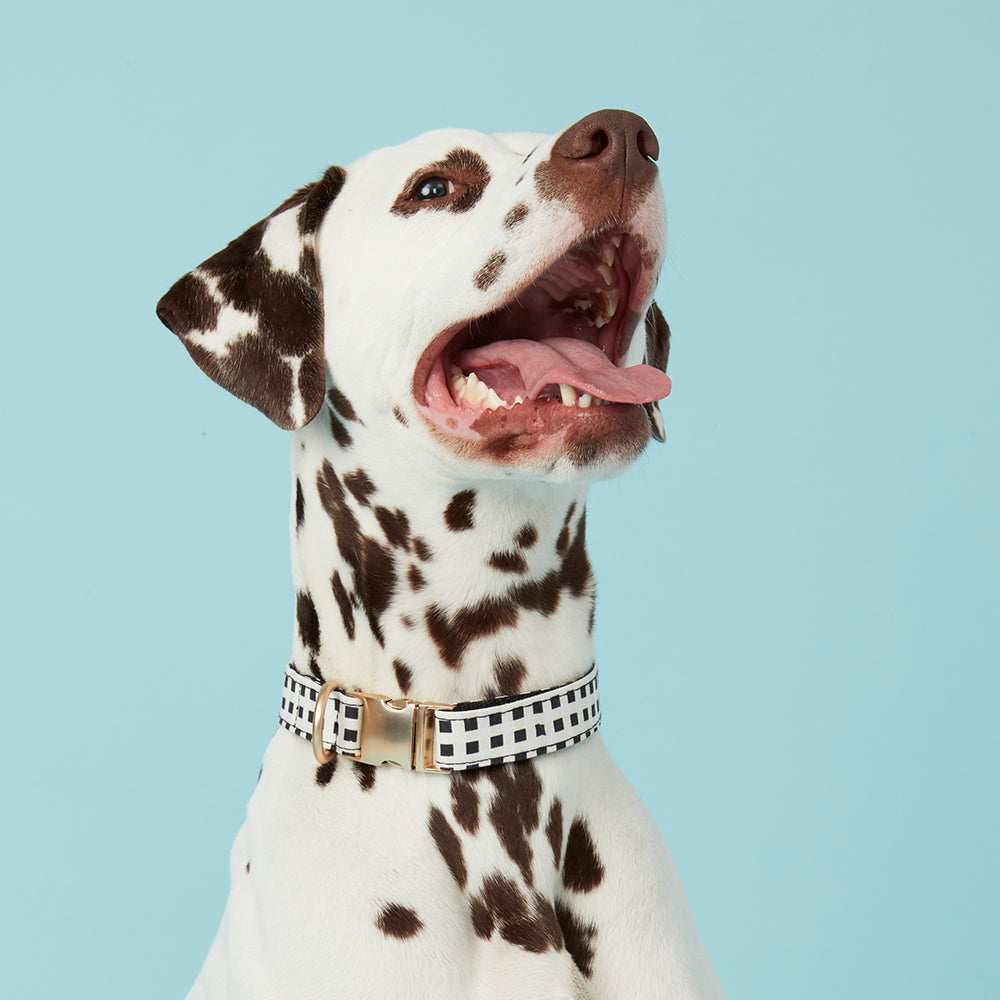 DOG COLLAR - BLACK & WHITE CHECK