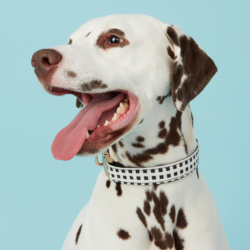 DOG COLLAR - BLACK & WHITE CHECK