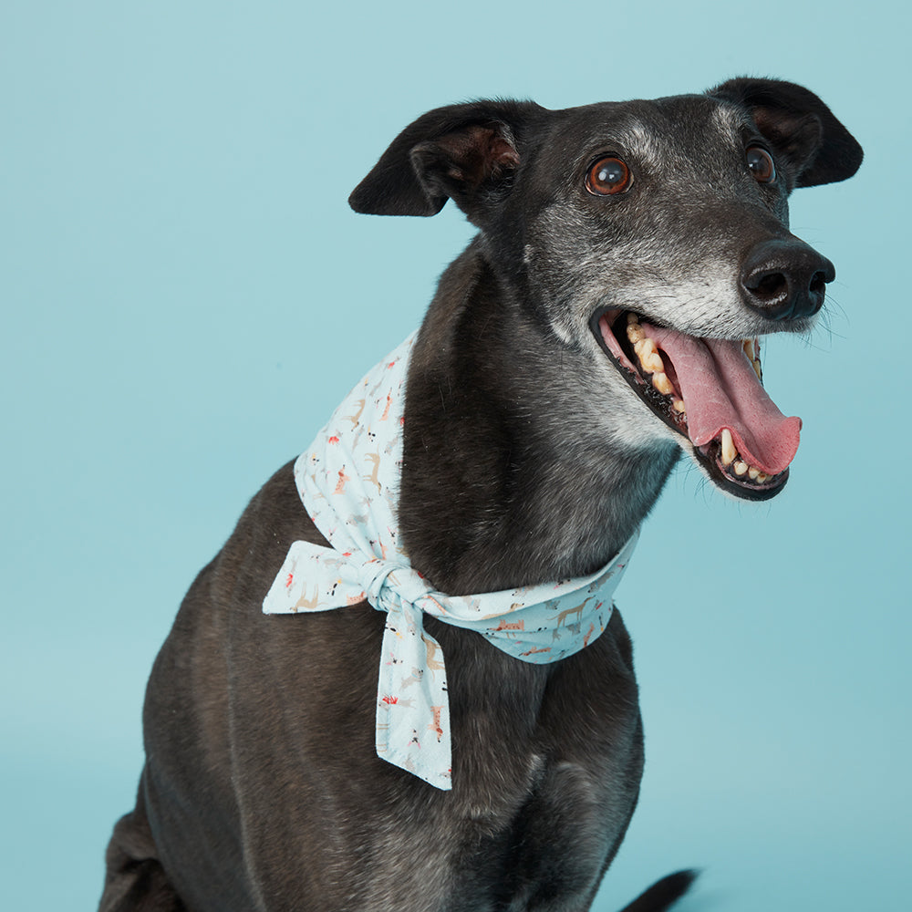 DOG BANDANA - BLUE DOG