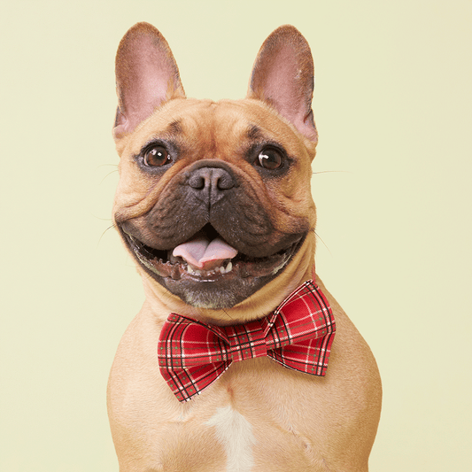 DOG BOW TIE - RED CHECK