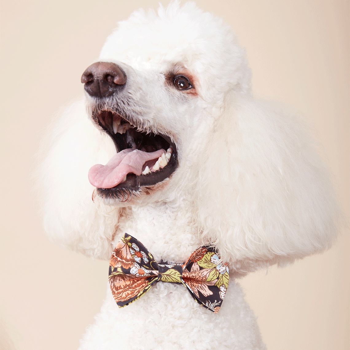 DOG BOW TIE - BLACK FLORAL PRINT